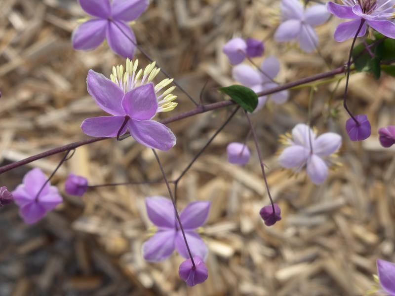 Thalictrum Thalictrum