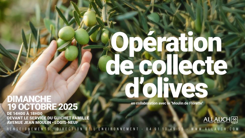 Collecte d'olives