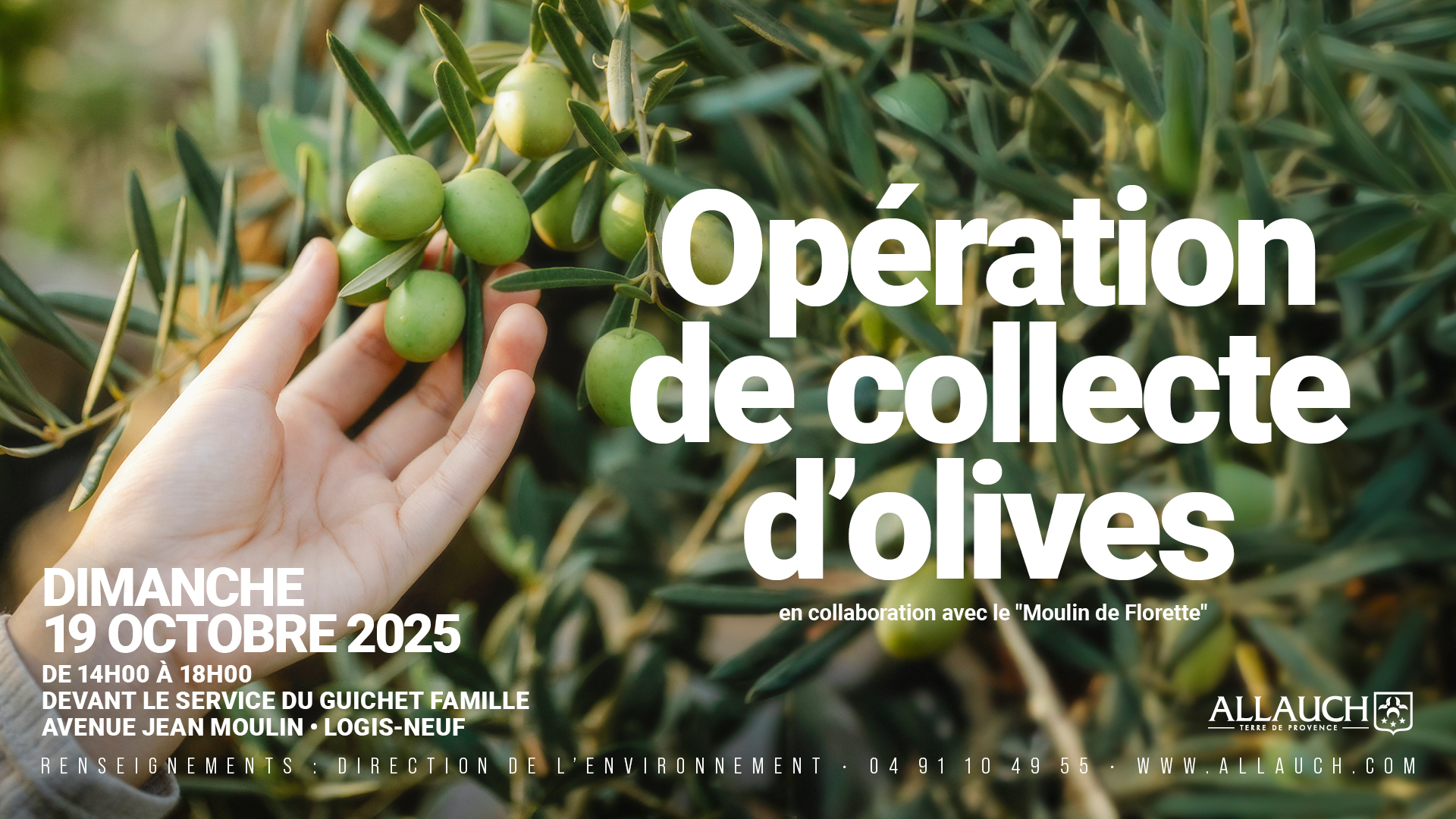 Collecte d'olives