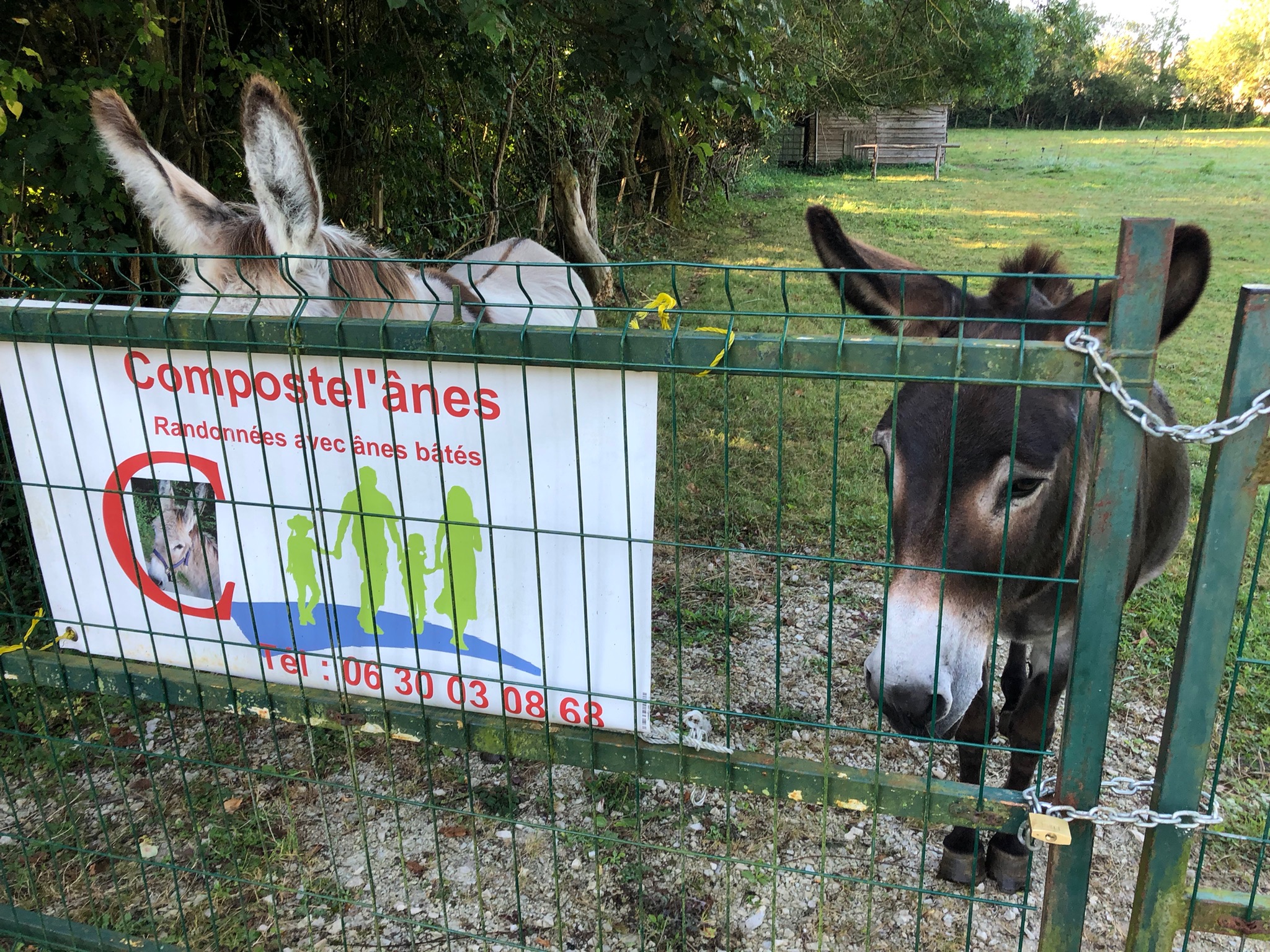 Randonnée avec un âne