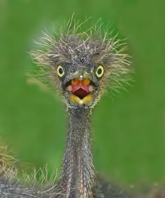 Drôles d'oiseaux
