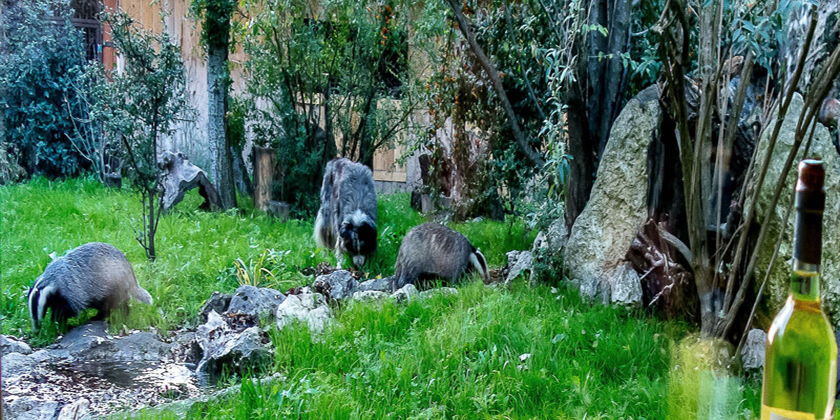 Les Animaux et Marino