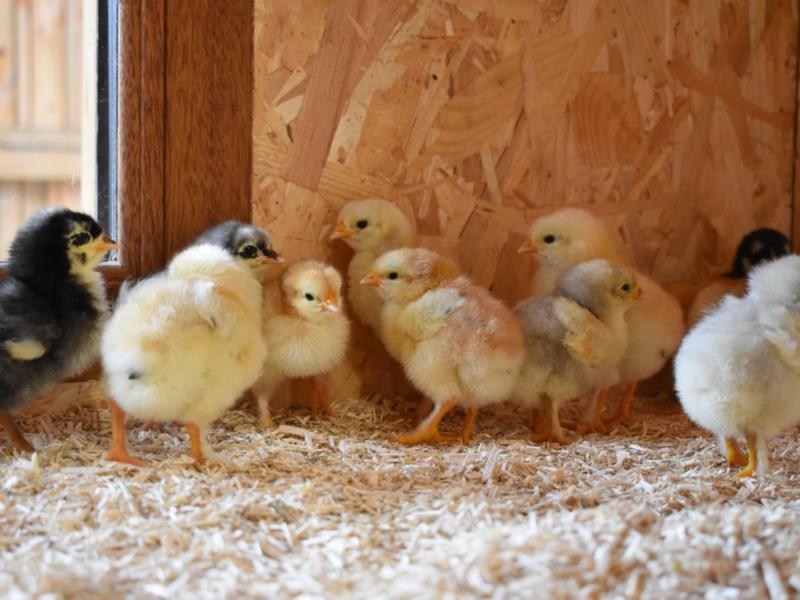 Poulailler conservatoire de la poule La Marans