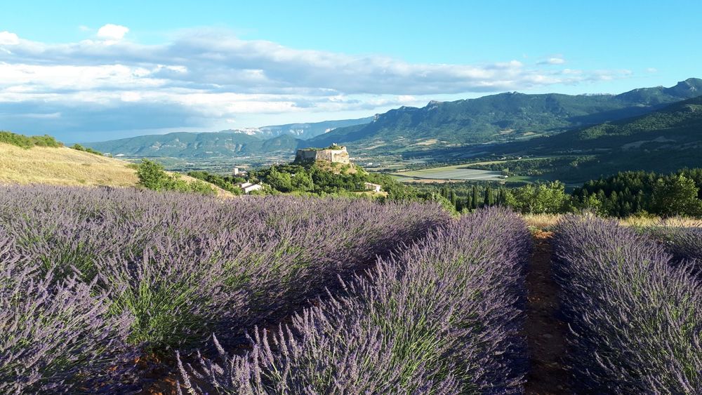 Le château depuis le plateau des Romeyères et ses lavande
