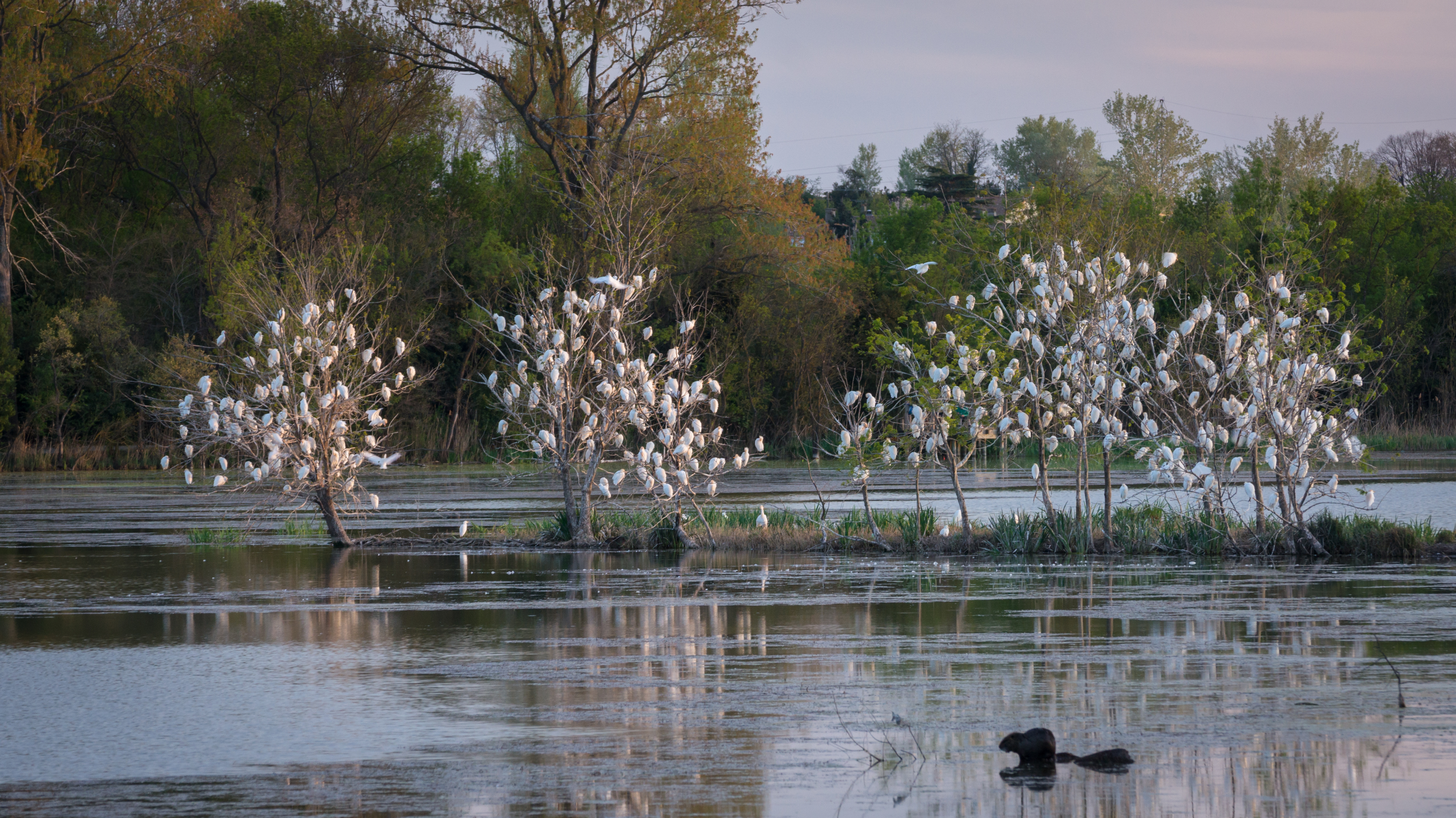Sortie ornithologique : les oiseaux des Marais de Beauchamps