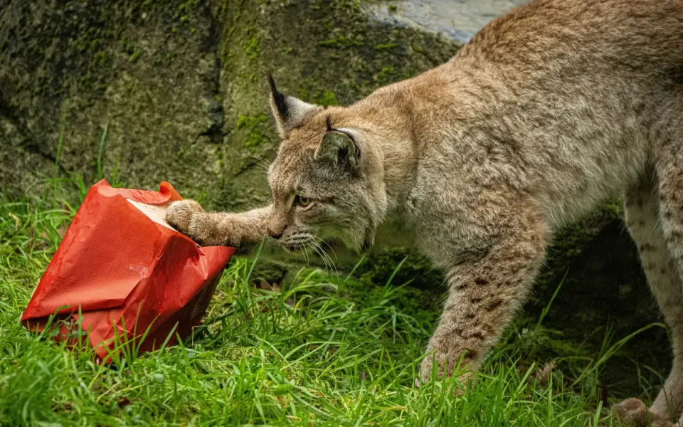 Distribution de cadeaux au lynx pour Noël 