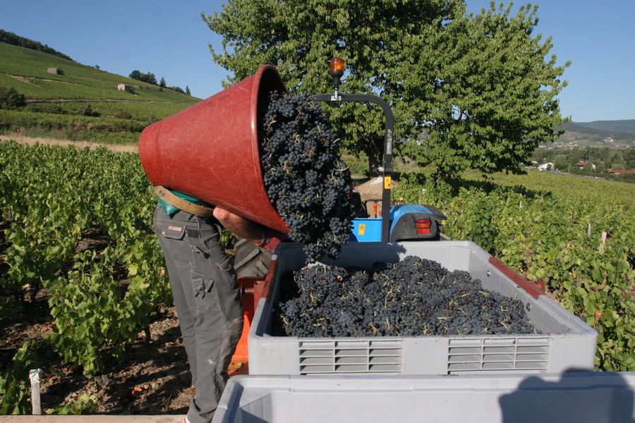 Domaine de la Voute des Crozes