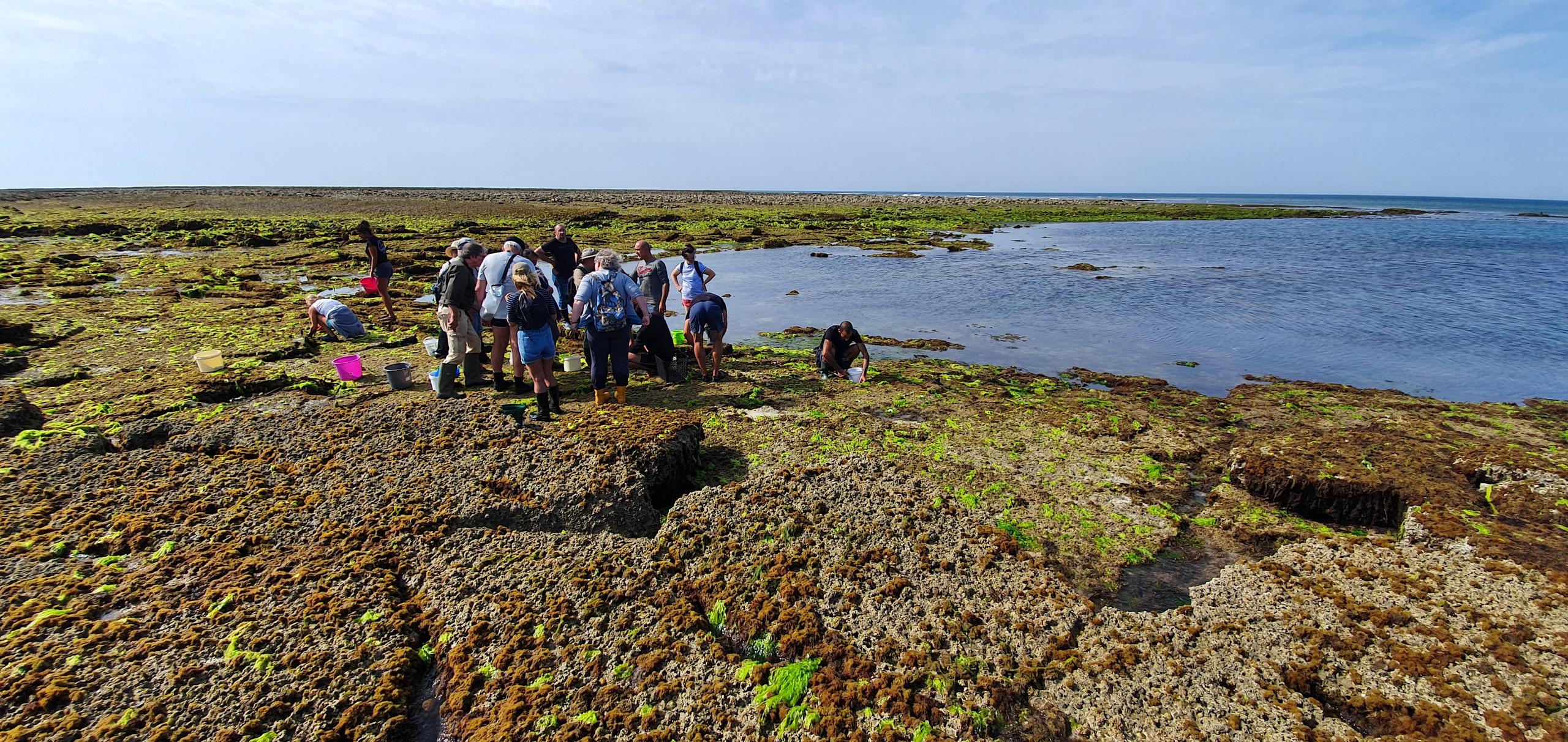 Algues : sortie découverte suivie d'un atelier cuisine