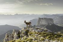 Projection d’un documentaire sur les mammifères du Vercors_Corrençon-en-Vercors