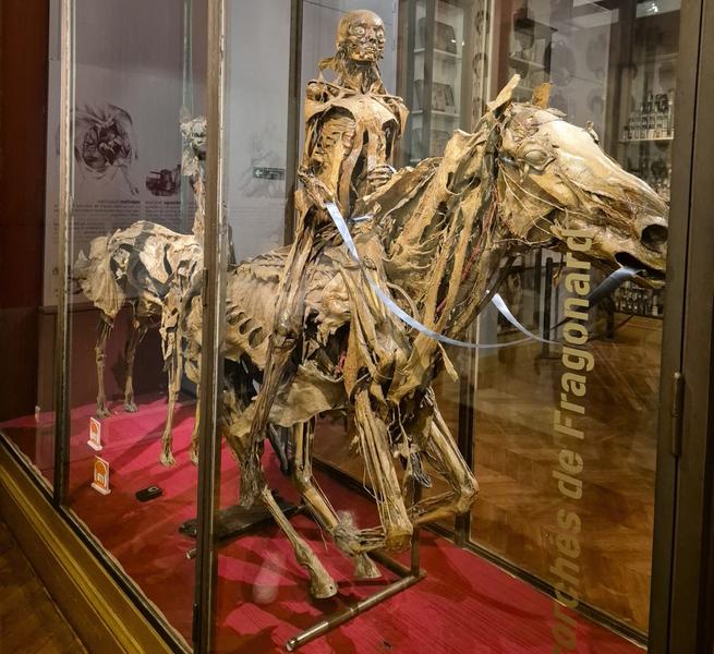 Ecorchés d'Honoré Fragonard au musée de l'école vétérinaire d'Alfort 