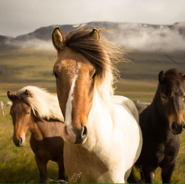 Balade à cheval - Ecurie de Ste Gen