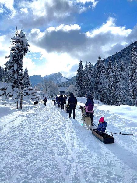 Pulka Scandinave avec les chiens de traîneaux_Bellevaux