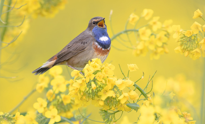 Identification visuelle et auditive des oiseaux de l’Île de Ré