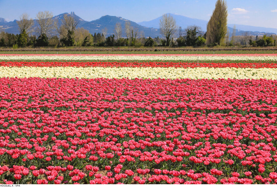 Paysage de Jonquières