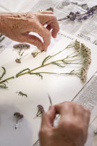 Collage de plantes séchées