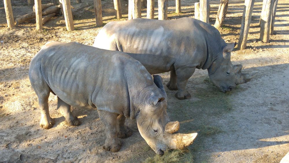 Parc Zoologique de Paris, rhinocéros 