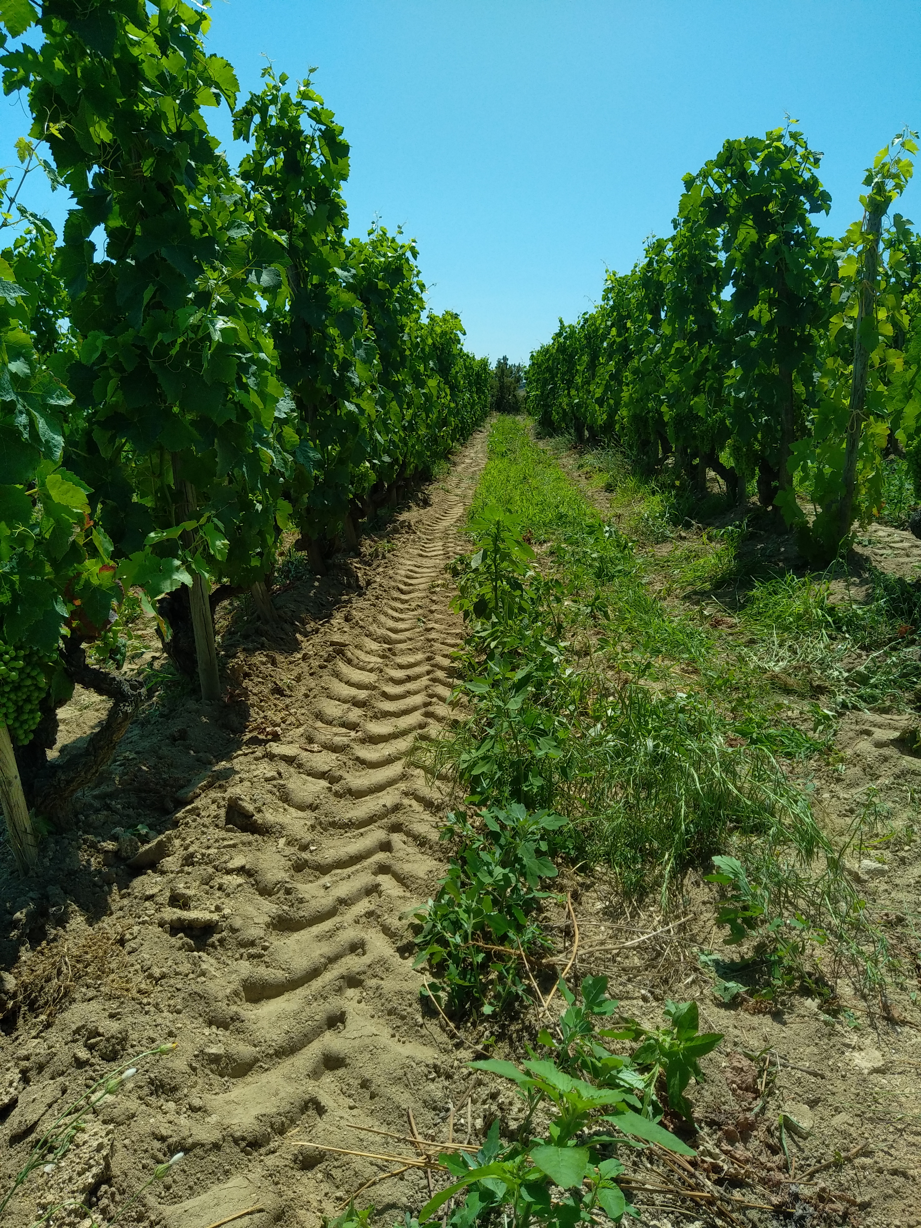 travail du sol