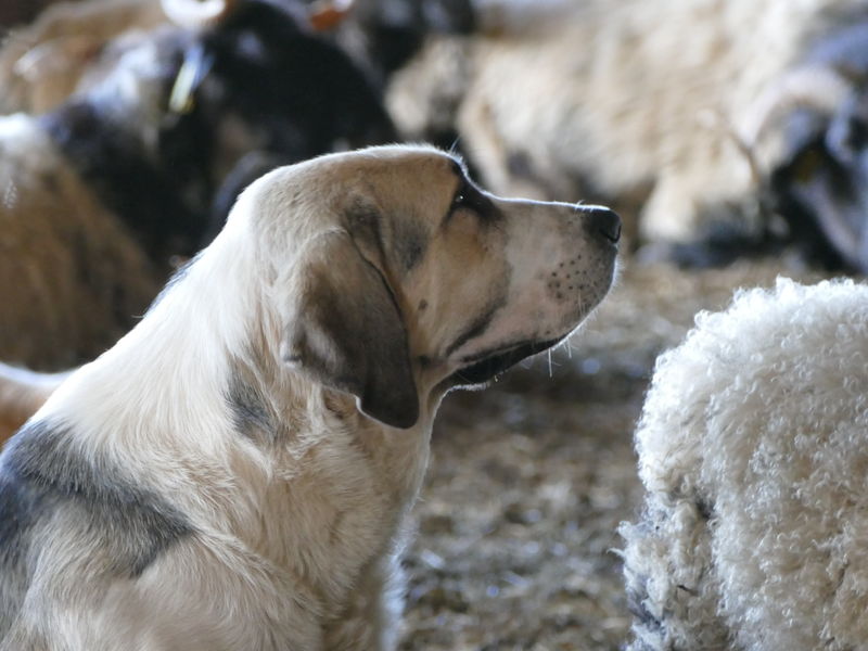 Bergerie Au Rythme du troupeau