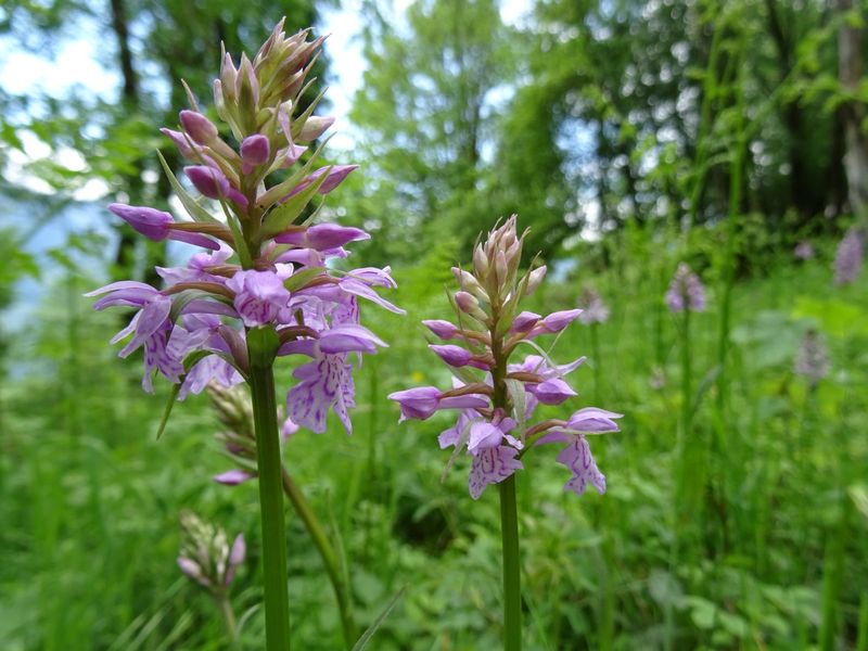 Circuit des batteries Saint Georges d'Hurtières