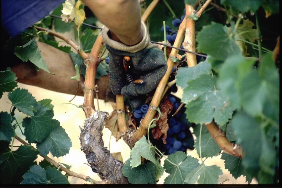 Les Vignerons de Collobrières : Un Héritage Viticole_Collobrières