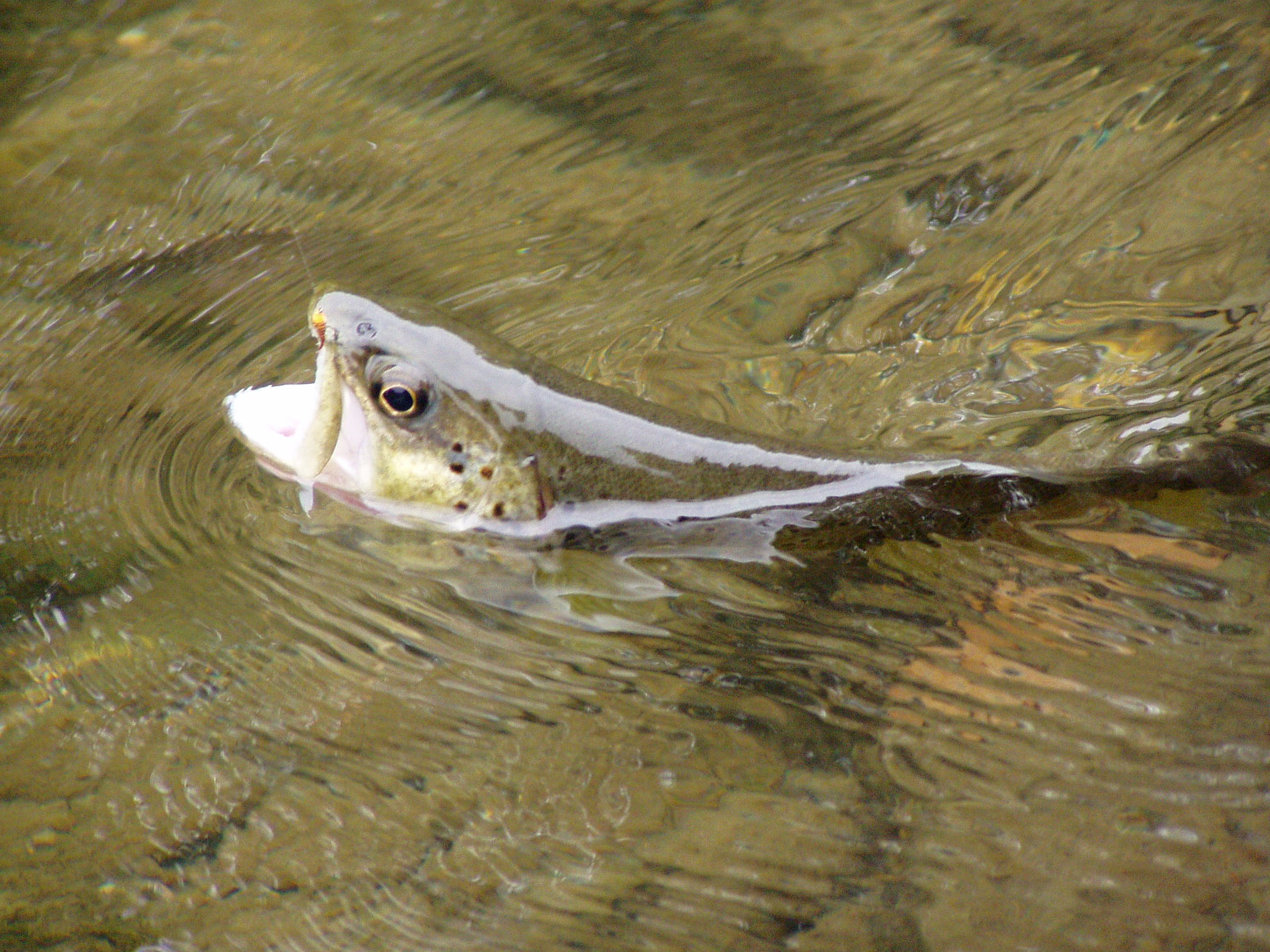 Pêche à Abondance