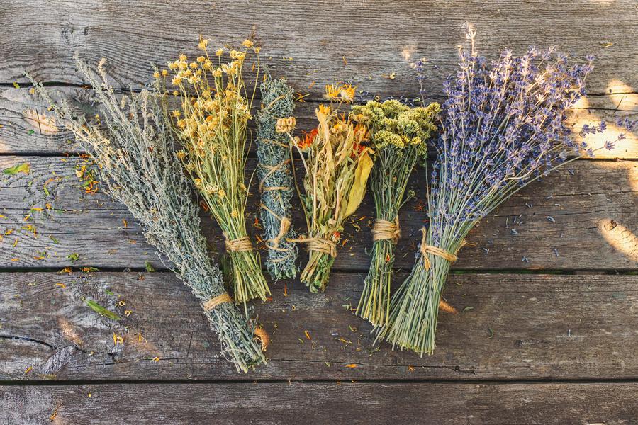 Balade botanique autour des plantes médicinales - Festival Les Roches Celtiques_Rochetaillée