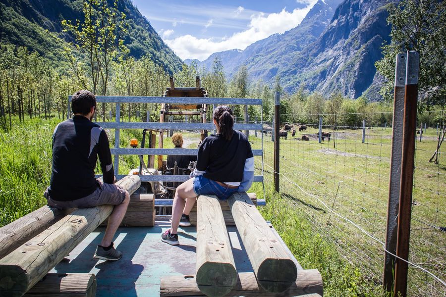 Visite de la ferme des bisons