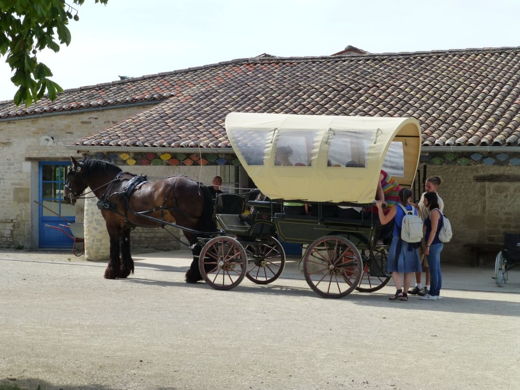 Safari Asinerie en attelage