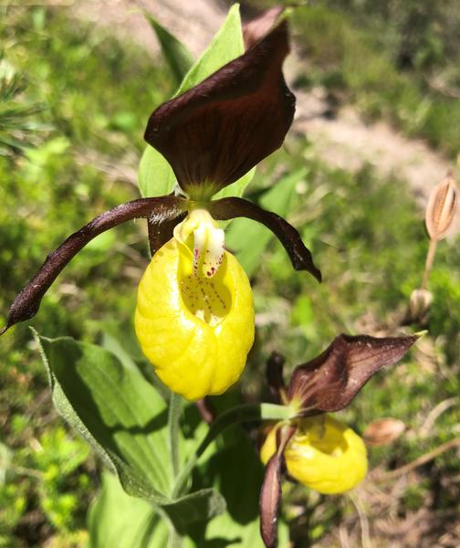 Sabot de Vénus en forêt, espèce protégée
