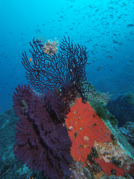 Coralligène-La Gabinière 40m