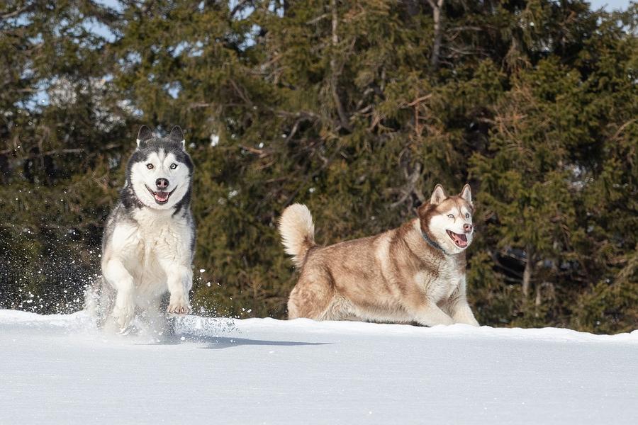 Rencontre avec des chiens de traîneau