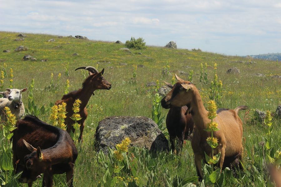 La Chevrerie du Lapsou - Marlène Pons