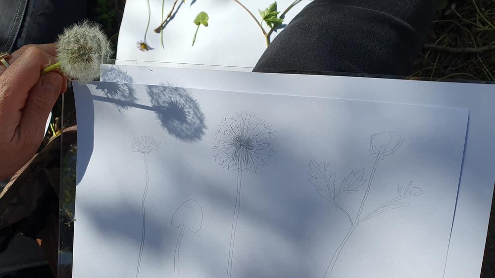 http://Atelier%20de%20dessin%20d'observation%20naturaliste%20avec%20Emilie%20Vanvolsem