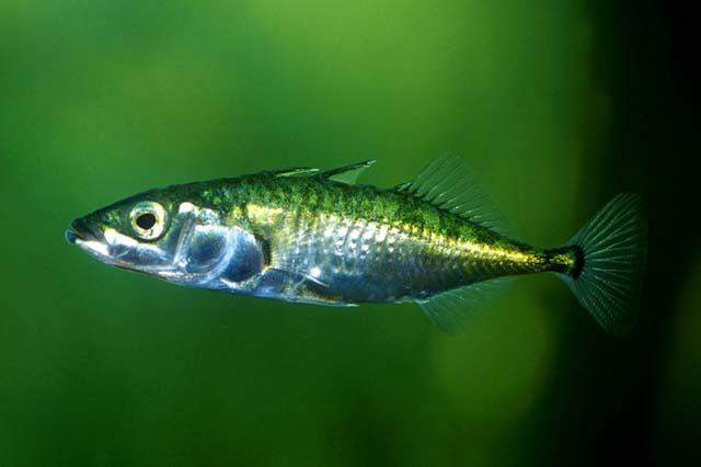 Animations sur les ENS : Initiation pêche et découverte de l'écosystème étang_Arandon-Passins-Balcons du Dauphiné