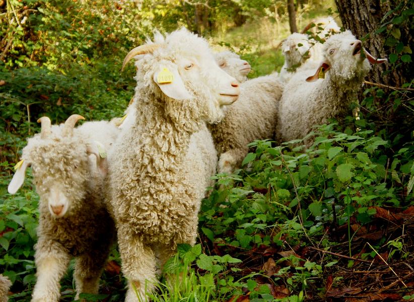 Les chèvres Angora de la Maille Sauvage
