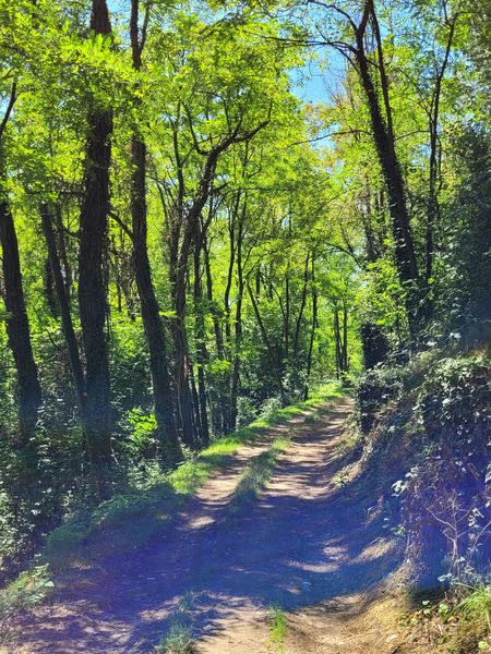 Chemin dans la forêt