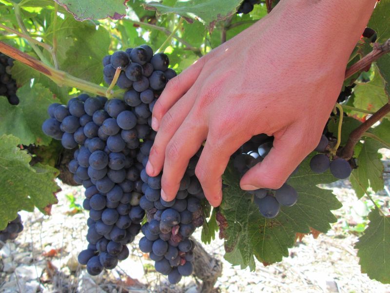 Domaine Alain Dumarcher commerce