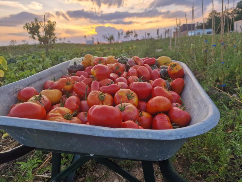 La ferme du sureau - producteur - Parmilieu - Balcons du Dauphiné