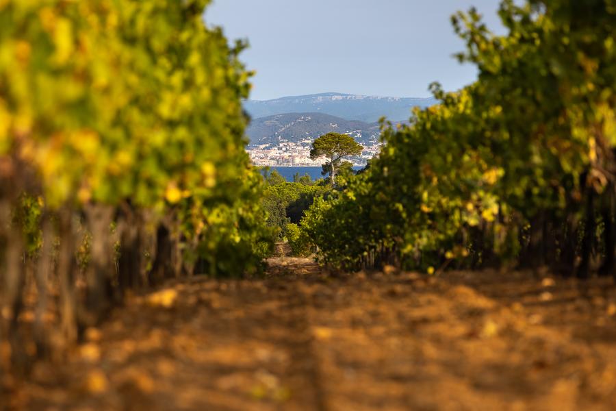Domaine de la Courtade vignes