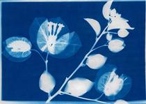 Cyanotypes végétaux