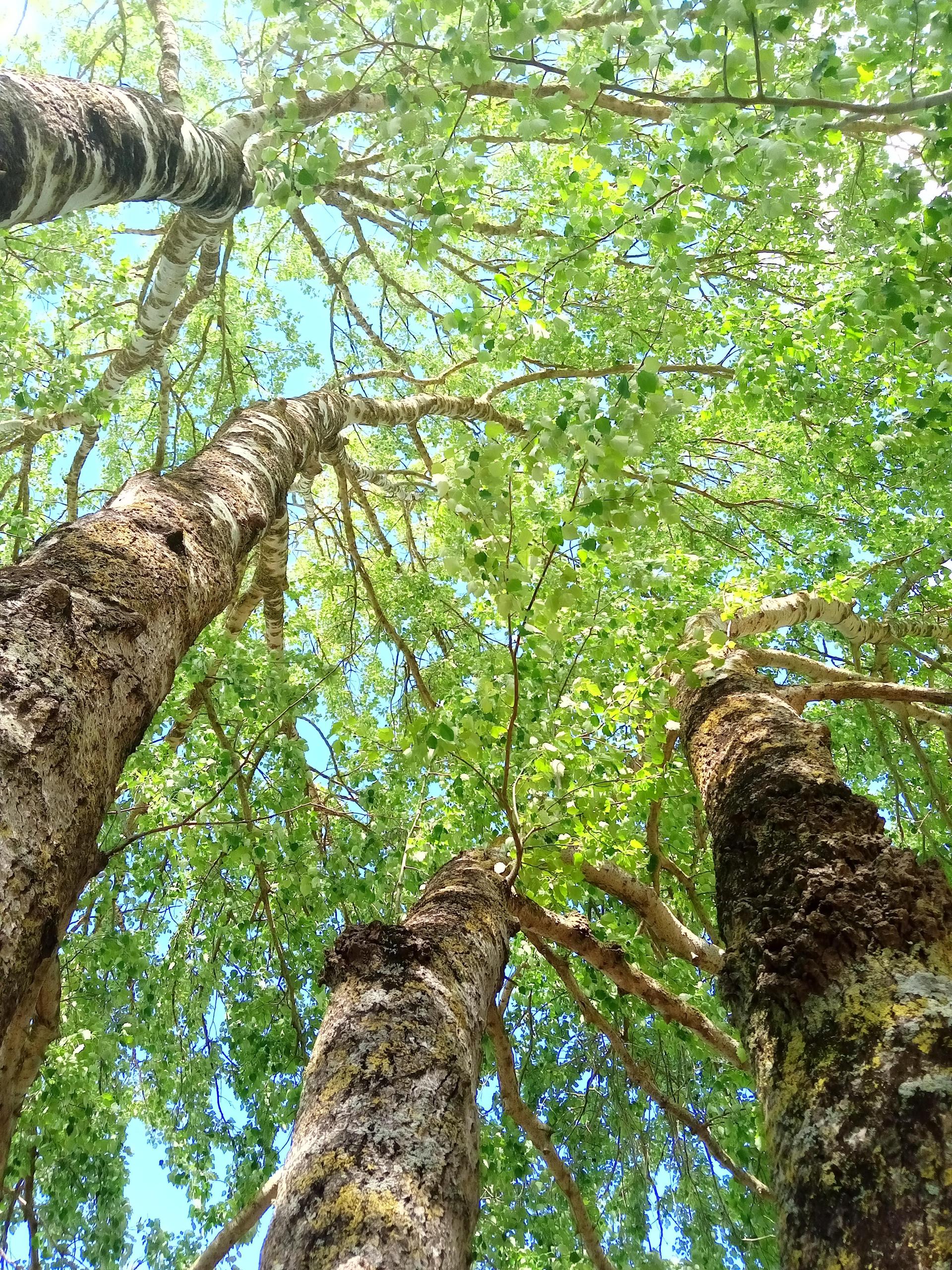 A L'écoute de la terre