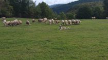 Les jolis pâturages du Bugey