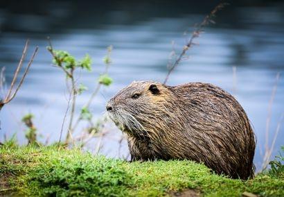Rendez-vous Nature : À la découverte du castor et des oiseaux de la Durance_Mérindol