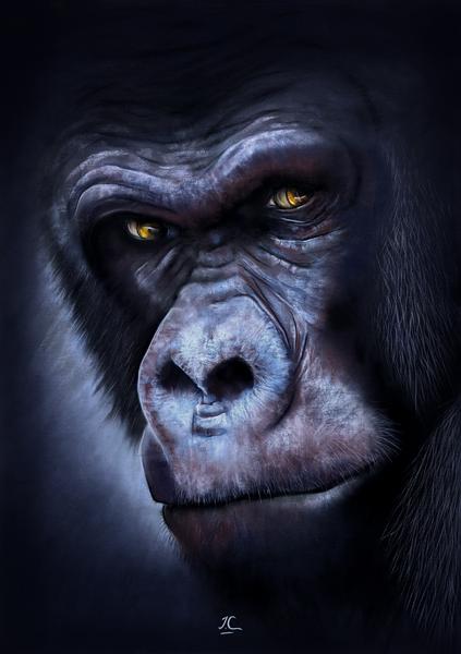 Gorille pas S. Aubonnet