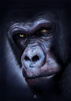 Gorille pas S. Aubonnet