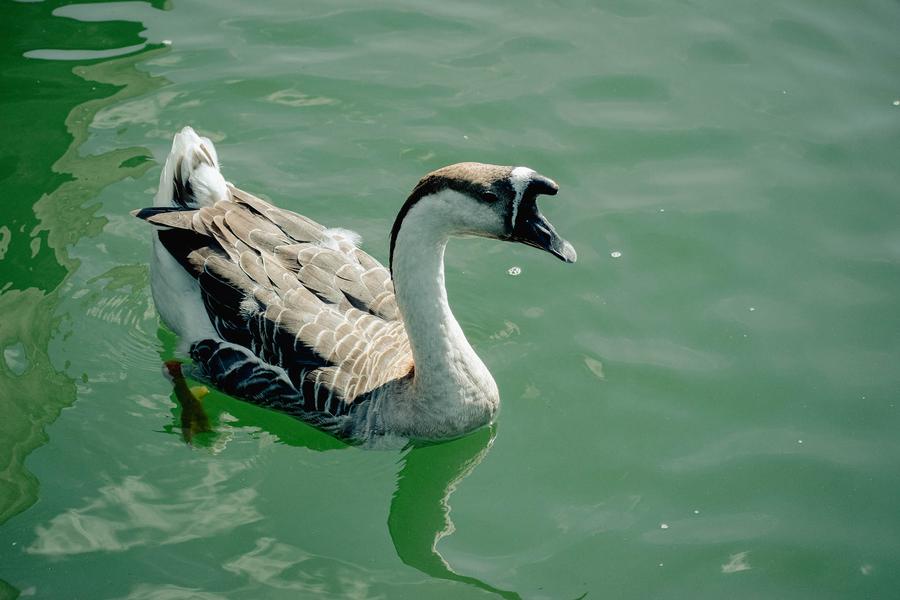 Animaux Lac nord à Cruas