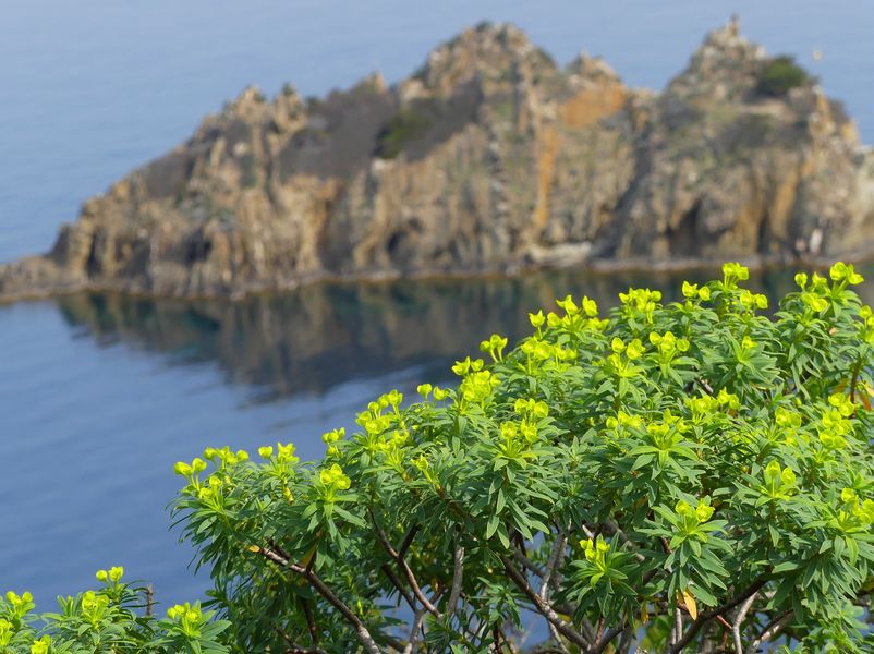 Bouquet d'euphorbes arborescentes sur le sentier des plantes
