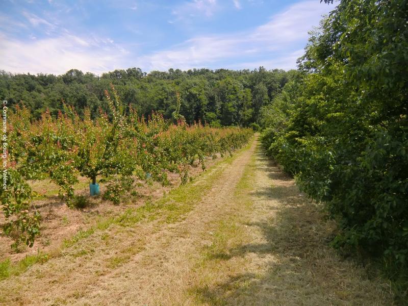 Escapade dans les vergers Escapade dans les vergers