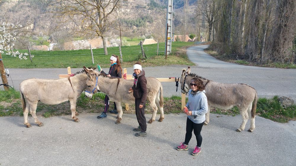 Balade avec ânes
