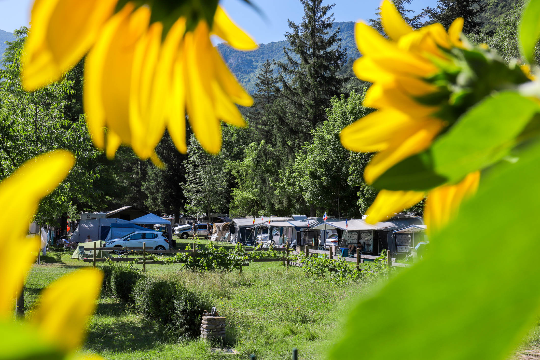 Tournesol